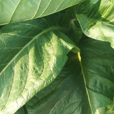 Parames50580939's profile picture. விவசாயி