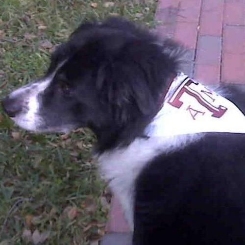 bampcs's profile picture. Love all animals, left leaning common sense, 25 years in IT, TAMU Chemical Engineering '78