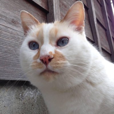 youtoakua1216's profile picture. ハードロック好きの県北百姓です。仕事柄ラジオは欠かせません。たまにラジオに投稿しますがRN「村上しぇんかー」でお耳にかけます。ハウス内はFMが入らないのでAMオンリー。昭和63年の就農以来ずっと聴いてます。大倉さん〜近藤さん、鍵富さん〜石塚さん〜遠藤さん。時代変わってもBSNオンリーです。よろしくお願いします