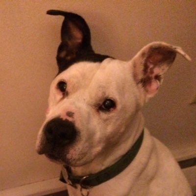 TezlaMick's profile picture. 