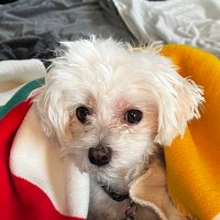 Paul Gigliotti (@pgigg) 's Twitter Profile