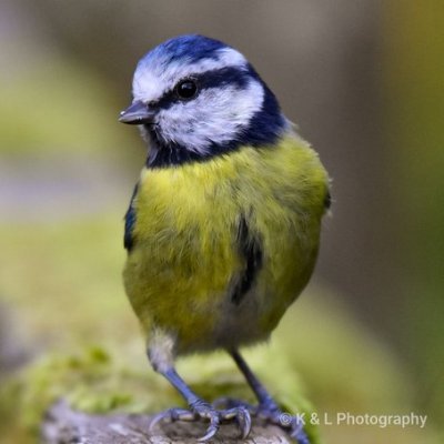 DataCarlton's profile picture. 