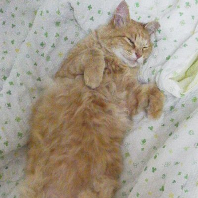 さつきさんのプロフィール画像