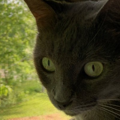 ZMacijauskas's profile picture. 