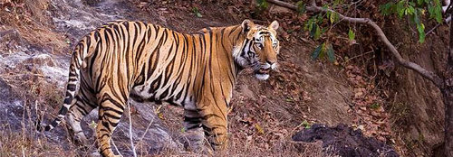 With the distinct class and charm, the Ranthambore National Park hold the significant status in the tourism sector of India. However, Ranthambore National Park.