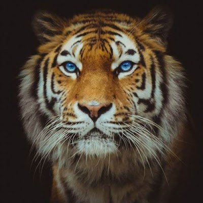 muw_tiger's profile picture. 