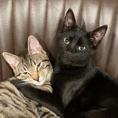 Scientist, feminist, wife, mum, cat parent. She/her. Don’t post much until I get upset, then I don’t stop.