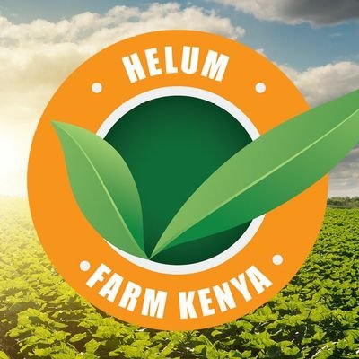 Helum farm Kenya is a new generation African farm started by Youths with the aim of helping to feed the current generations by climate smart methods.