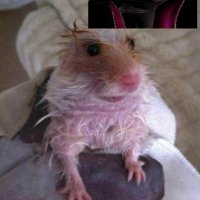 red berpo (@red_berpo) 's Twitter Profile
