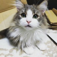 MOMO@日ハムブーム中 (@momo80222012) 's Twitter Profile