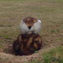 Thomas Shutt - @Golf_Gopher - Twitter