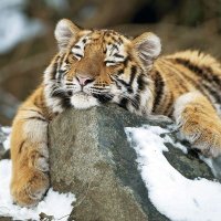 tigerschmitt (@tigerschmitt13) 's Twitter Profile