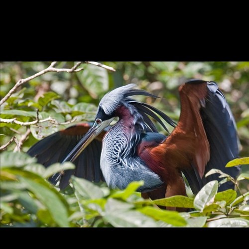 Bird and Wildlife Photography