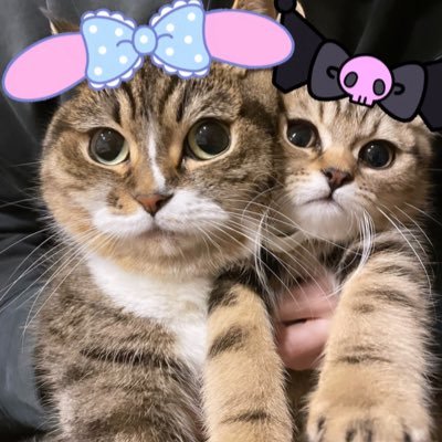 ねこたん日記さんのプロフィール画像