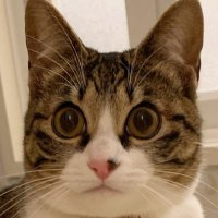 真顔のクロエ (@magaodemukuchi) 's Twitter Profile Photo 真顔のクロエ (@magaodemukuchi) 's Twitter Profile Photo