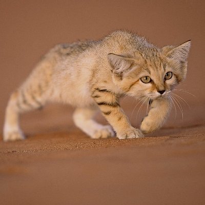 smart_sloth's profile picture. goygoycu