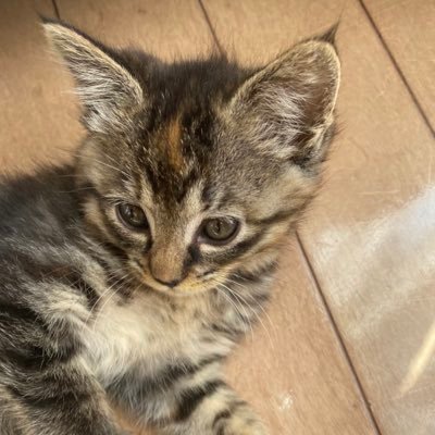 Mb9GRttatGkOSWp's profile picture. 