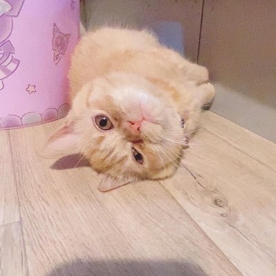 tsukunen__928's profile picture. 愛猫が大好き。2匹のママ。最愛の愛猫を亡くしました。左弟、右姉です≽^• ༝ •^≼