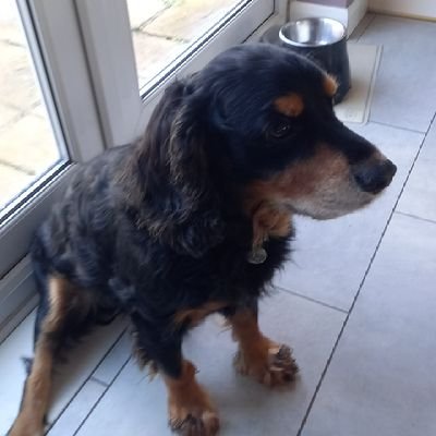 HarrytheHammer7's profile picture. Come on you Irons! 🇬🇧🏴󠁧󠁢󠁥󠁮󠁧󠁿⚒