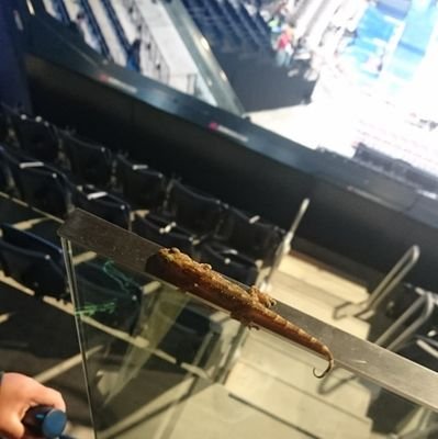 kowawa812's profile picture. 歳を重ね🤣見る🏀も好きになりました❗

琉球ゴールデンキングス🏀👑🌺🌴🌊👊😄📢

古川孝敏選手✨❤️
金丸ｻﾝも✨👍

突然無言フォローしますが、スミマセン🙏💦💦自己満呟き専門です🤣