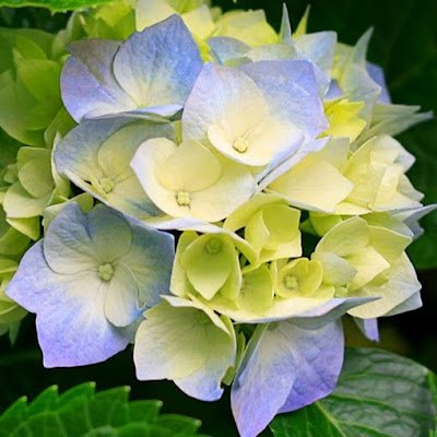 cardot_sb's profile picture. 