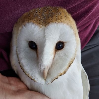 The Broxton Barn Owl Group was founded in 1992 and are focused on the conservation, ringing and monitoring of barn owls in the Cheshire area.