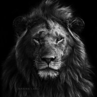 Lion lover(@LionLover23) 's Twitter Profile Photo