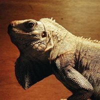 lizard-man (@lizardman315) 's Twitter Profile