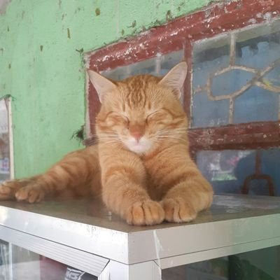 JosephineEspej3's profile picture. Kindly,understanding and loyal