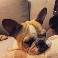 @oreopiccolo (@oreopiccolo) 's Twitter Profile