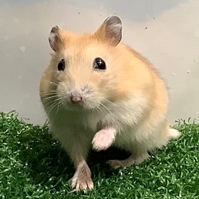 ハムスターの【ちゃいまる】です🐹✨ジャンガリアンの男の子。名前はインドのミルクティー「チャイ」☕色の毛並みと、「まるまるっ」とした毛玉姿🧶から名付けました。ちゃいまるとお世話係の日常をつぶやいていきます☺️🐹 📹Youtube→https://t.co/CyGsdWtwn4