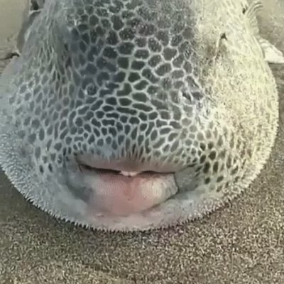 PIabFish's profile picture. 