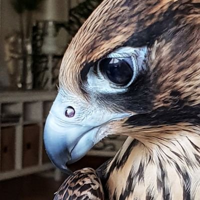 Aldyaghim's profile picture. 