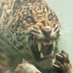 crying_jaguar (@fropottsj) Twitter profile photo crying_jaguar (@fropottsj) Twitter profile photo