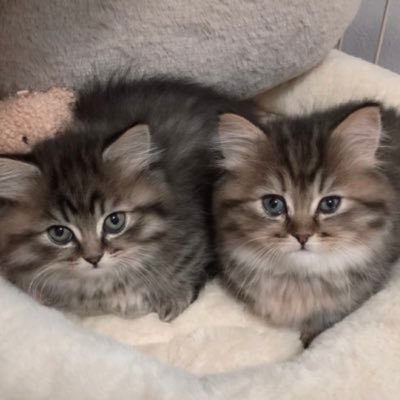 aimi_rucha's profile picture. 🧸あいみ（Aimi) ＆るちゃ（Rucha）🧸よろしくね♡♡ふわふわ短足ミヌエット姉妹 ♡♡ Instagram▷▶︎aimi_rucha TikTok▷▶@ aimi_rucha