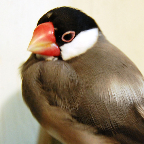 神戸で生れ育った神戸っ子。
生き物大好き。音楽大好き。