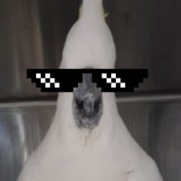 CoolCockatoo (@coolcockatoos) 's Twitter Profile Photo