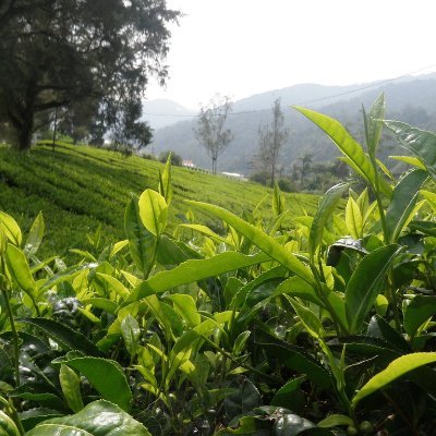 Dealing with world famous Darjeeling’s  tea gardens