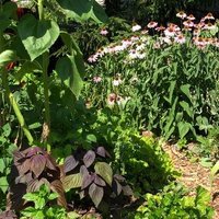 greenthumbgrows (@greenthumbgrows) 's Twitter Profile