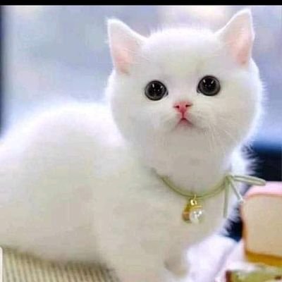 Balogunrachael7's profile picture. 