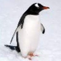 Penguin(@R2H25123505) 's Twitter Profile Photo
