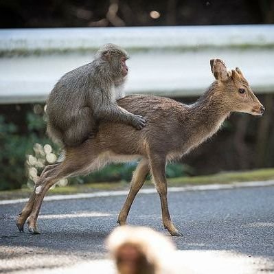 tdnケモナーです