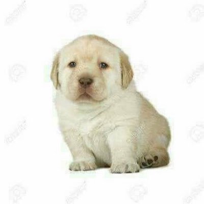 Marcely56369337's profile picture. 