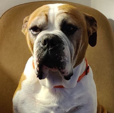 busteraph's profile picture. ...