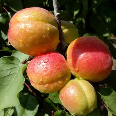 🌱 Agricultor Profesional. Productor de #Albaricoques muy dulces #Caquis Persimon D.O. y #mandarinas (Ribera Alta-Valencia-España) 🍊🌞