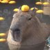 Mollie (@drbeetpig) Twitter profile photo Mollie (@drbeetpig) Twitter profile photo