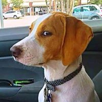 TopDad59 (@tdad59) 's Twitter Profile