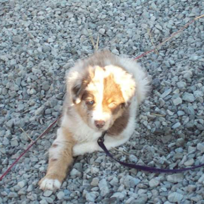 SilGamer2's profile picture. 