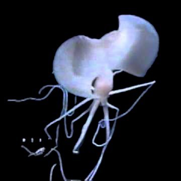 On a mission to archive every known bigfin squid footage.