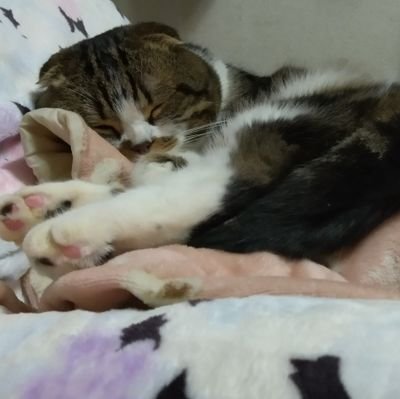 soromonnn's profile picture. 🇯🇵🟠と🇯🇵を大切に思う先生方、自然、森林、農業、動物愛護の方を応援、(お願い)10代の若い方々が、もし支持政党が有るなら、祖父母様を説得して下さい、孫の為なら絶対従ってくれる筈です、そして貴方方の平和な時代を護る為、投票へ行って貰いましょう、父母祖父母は子供と孫の幸せしか願ってません。